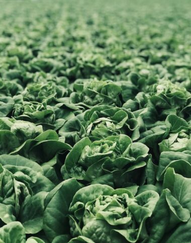 vegetables